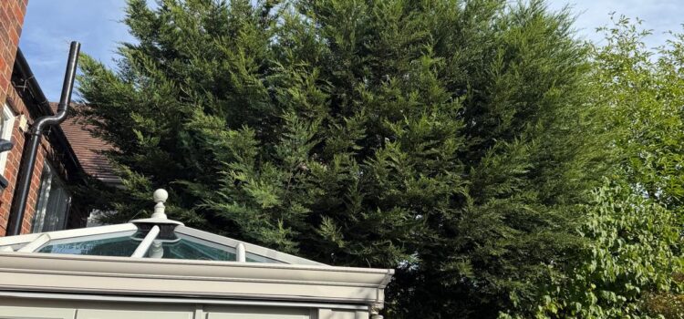Large Tree Removal Birmingham