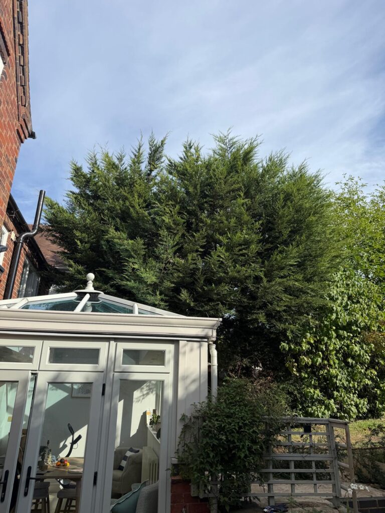 Large Tree Removal Birmingham
